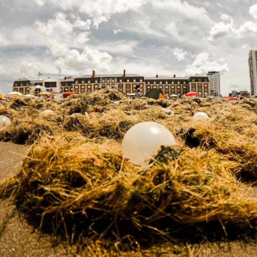 LA PLAYA BRISTOL INVADIDA DE ALGAS Y HUEVOS TRANSPARENTES: LAS RAZONES DE ESTE FENÓMENO 