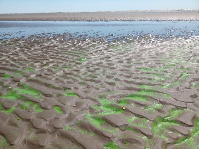 ALERTA ROJA POR PRESENCIA DE CIANOBACTERIAS EN LA LAGUNA DE LOBOS