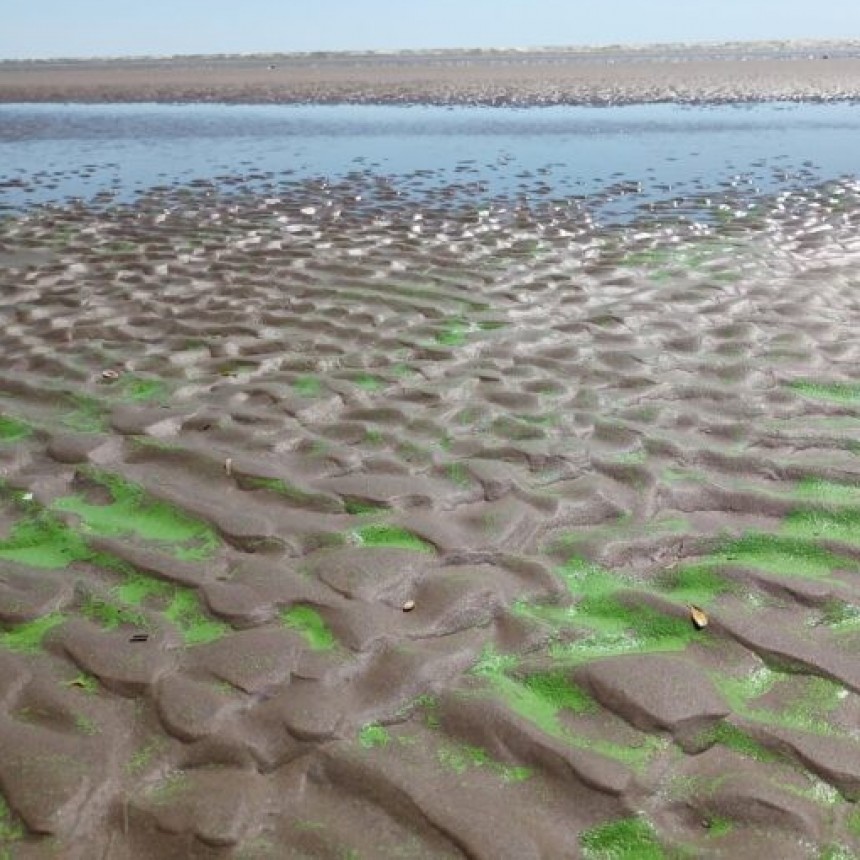 ALERTA ROJA POR PRESENCIA DE CIANOBACTERIAS EN LA LAGUNA DE LOBOS