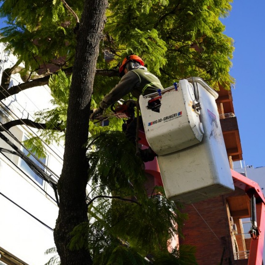  LOS VECINOS YA PUEDEN SOLICITAR LA PODA DEL 2025 EN VICENTE LÓPEZ