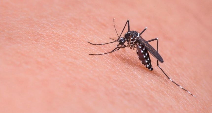 INVASIÓN DE MOSQUITOS ¿A QUÉ SE DEBE?