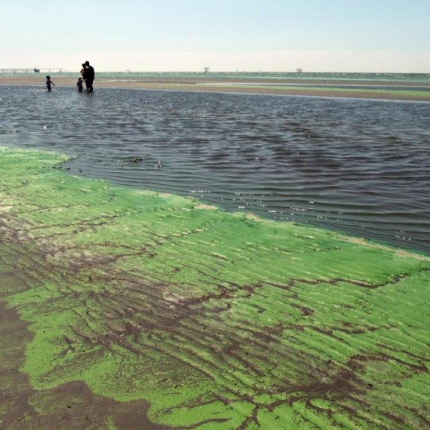 ALERTA EN BALNEARIOS DEL RÍO DE LA PLATA Y LAGUNAS BONAERENSES