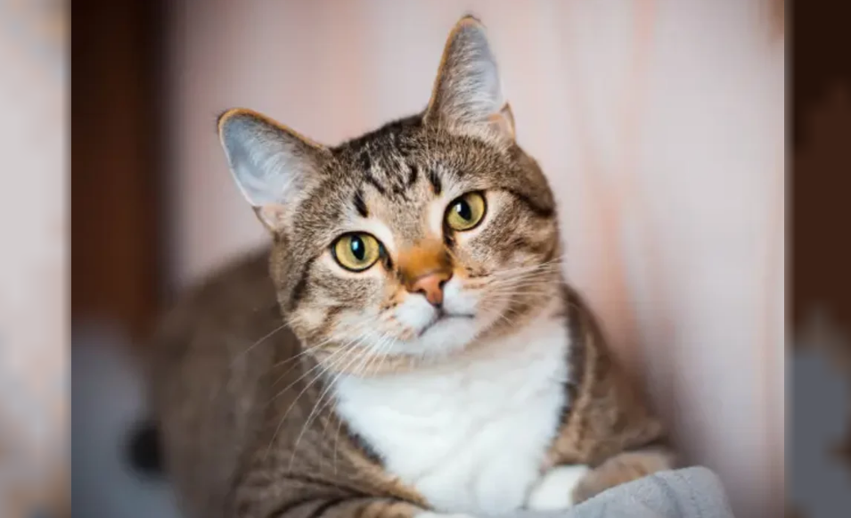 DÍA DEL GATO: ¿POR QUÉ SE CELEBRA EL 20 DE FEBRERO?