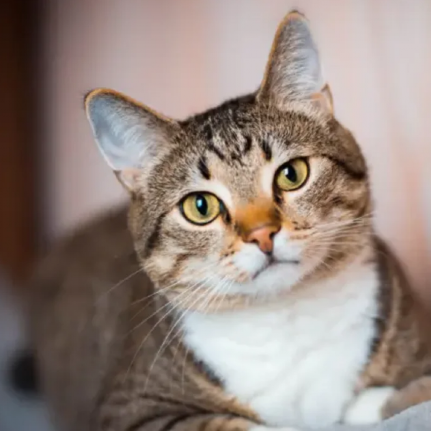 DÍA DEL GATO: ¿POR QUÉ SE CELEBRA EL 20 DE FEBRERO?