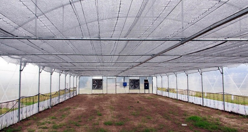 GENERAL LA MADRID ES EL PRIMER MUNICIPIO DEL PAÍS AUTORIZADO A CULTIVAR CANNABIS MEDICINAL