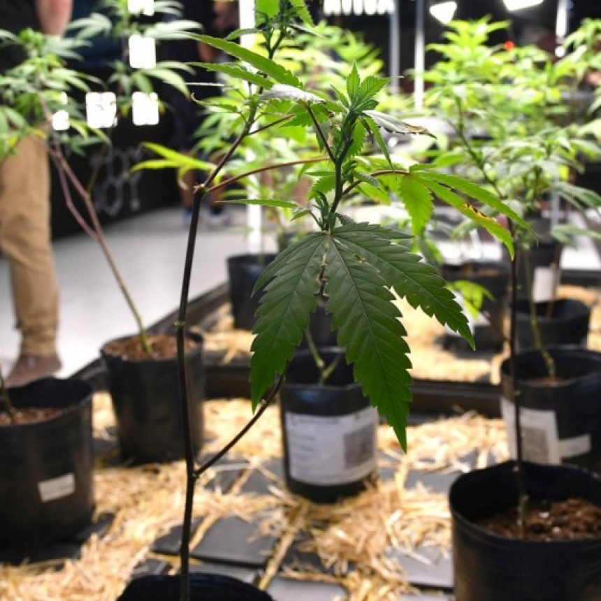SE REALIZARÁ LA PRIMERA CUMBRE INTERNACIONAL DEL CANNABIS Y CÁÑAMO EN MAR DEL PLATA