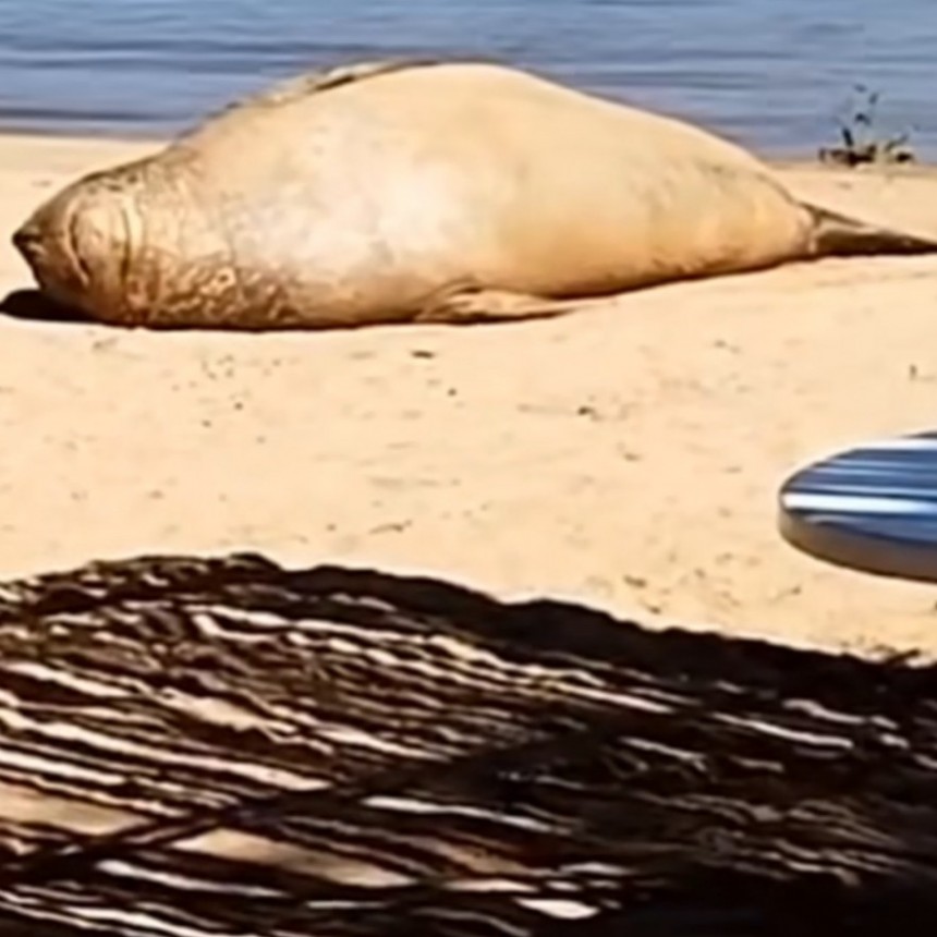 UN ELEFANTE MARINO FUE RESCATADO EN SAN FERNANDO