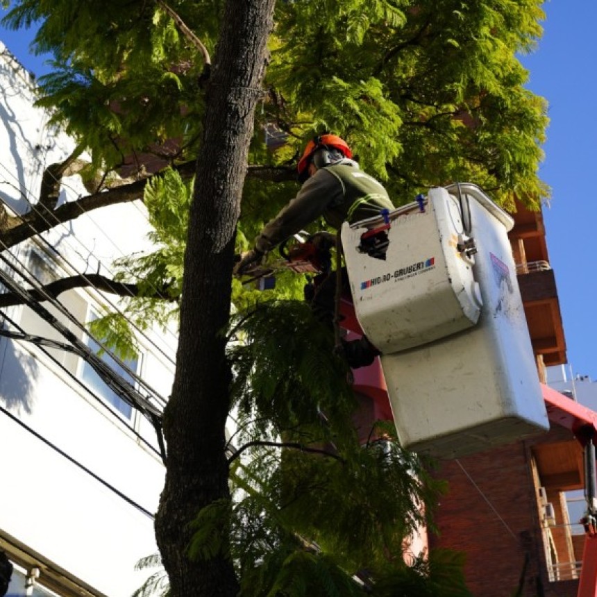  EN VICENTE L&Oacute;PEZ CONTIN&Uacute;A ABIERTA LA INSCRIPCI&Oacute;N AL PLAN DE PODA 2026