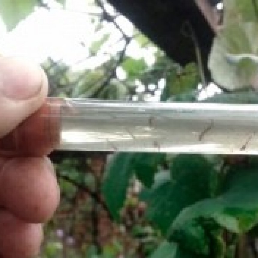 MÁS DE 1.100 PERSONAS CONTRAJERON DENGUE EN LA PROVINCIA DE BUENOS AIRES