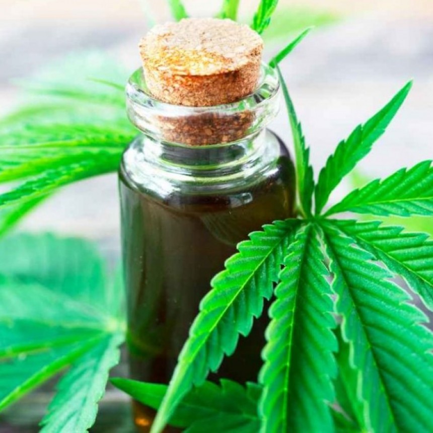 LA UNLP PODRÁ CULTIVAR CANNABIS CON FINES DE INVESTIGACIÓN PARA USO MEDICINAL