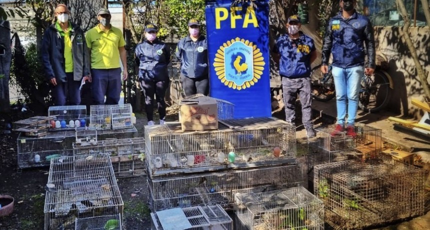 RESCATAN EN MAR DEL PLATA CERCA DE 100 AVES OFERTADAS ILEGALMENTE EN FACEBOOK