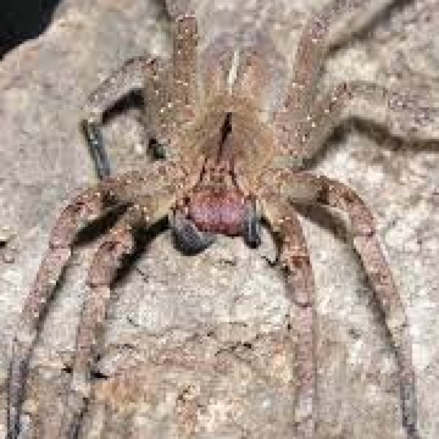 UNA ARAÑA GIGANTE CUYA PICADURA PROVOCA ERECCIÓN Y MUERTE ATERRORIZA MAR DEL PLATA