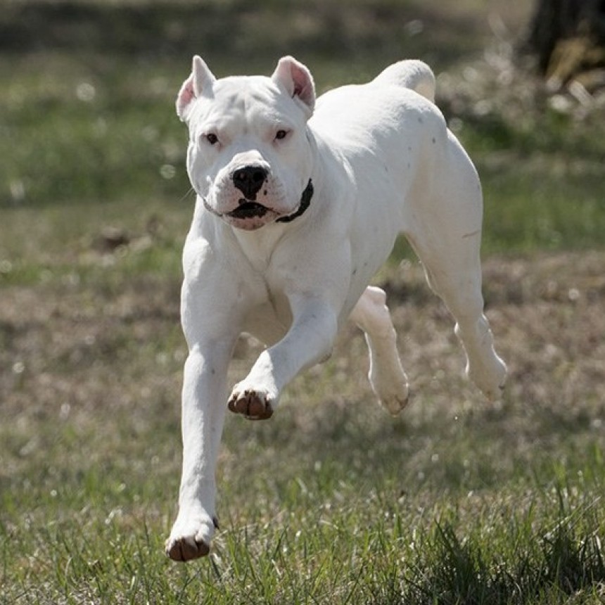 LOS PERROS DE RAZA POTENCIALMENTE PELIGROSAS DEBERÁN SER REGISTRADOS