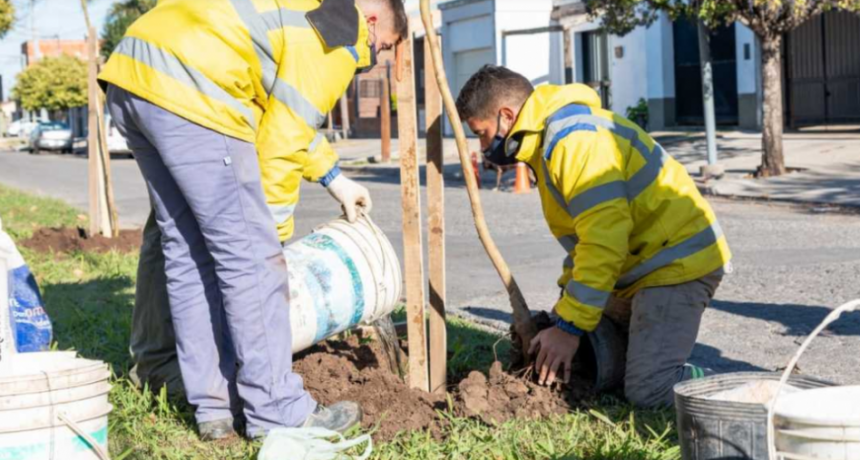 EN SAN NICOLÁS  SE PLANTARÁN 10 MIL ÁRBOLES