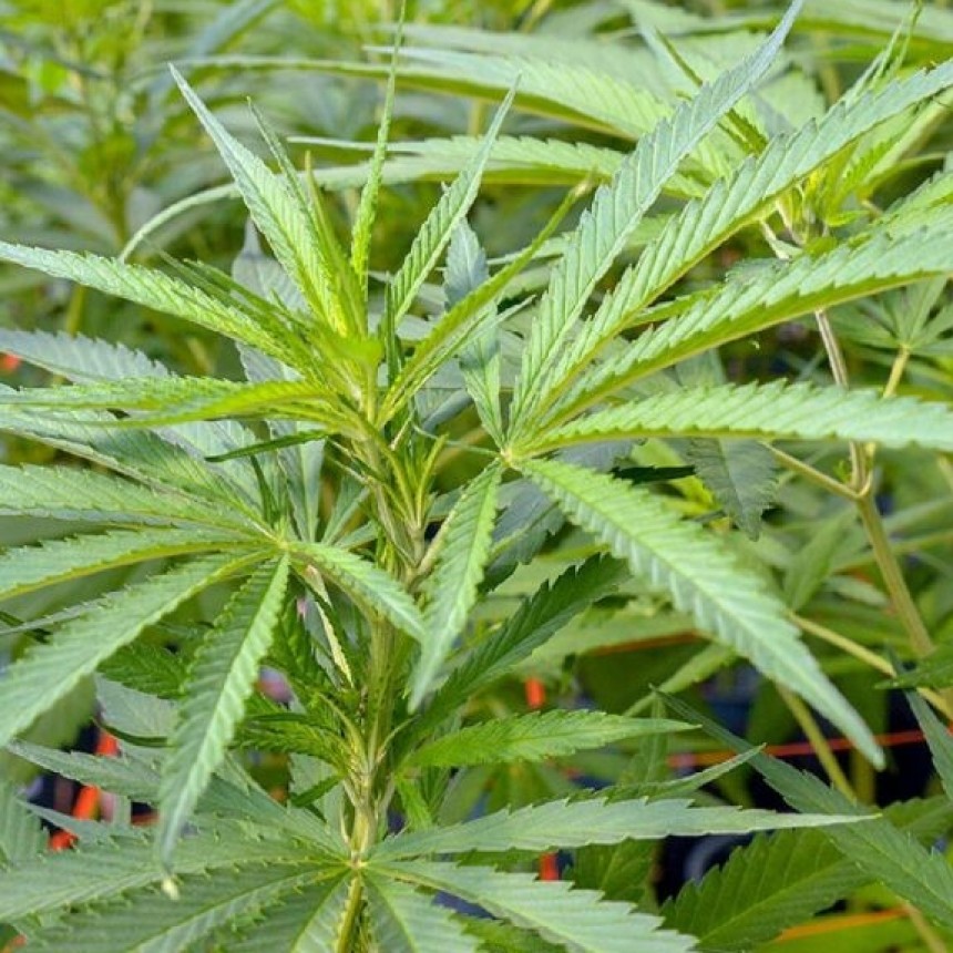FALLO INÉDITO: ORDENAN DEVOLVER LAS PLANTAS DE CANNABIS A UN PACIENTE ONCOLÓGICO DE JUNÍN