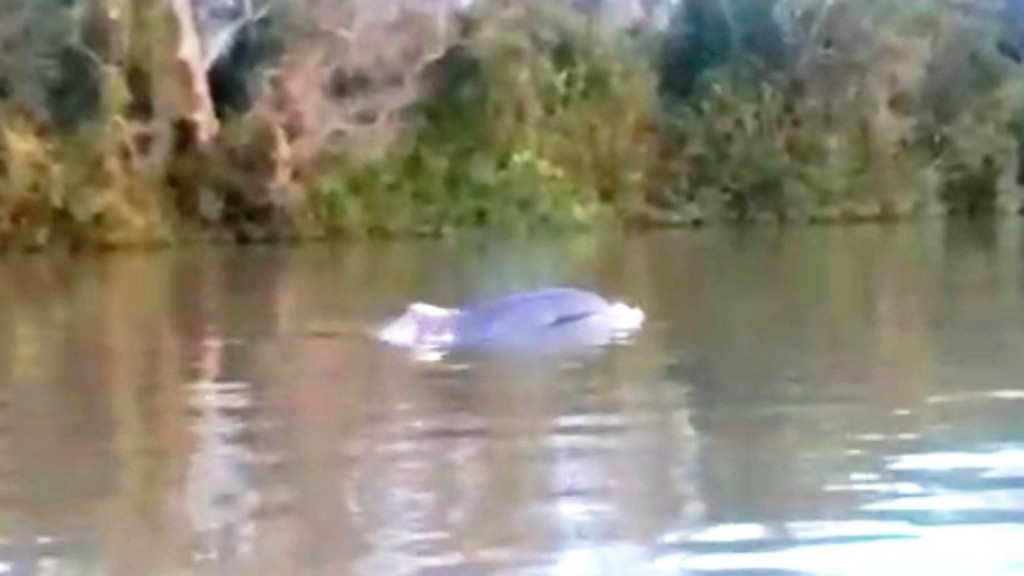 APARECIÓ UN DELFIN EN EL DELTA DE SAN FERNANDO