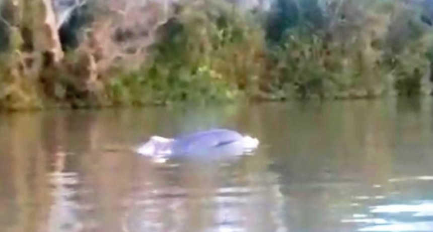 APARECIÓ UN DELFIN EN EL DELTA DE SAN FERNANDO