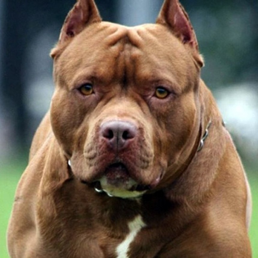UN PITBULL MATÓ A OTRO PERRO, CAUSÓ DESTROZOS EN UNA CASA Y FUE BALEADO POR LA POLICÍA