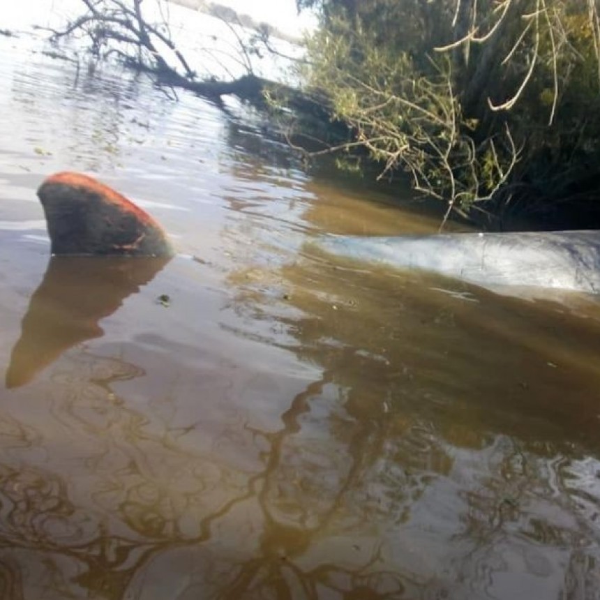 UNA BALLENA FUE HALLADA SIN VIDA EN EL RÍO PARANÁ A LA ALTURA DE ESCOBAR