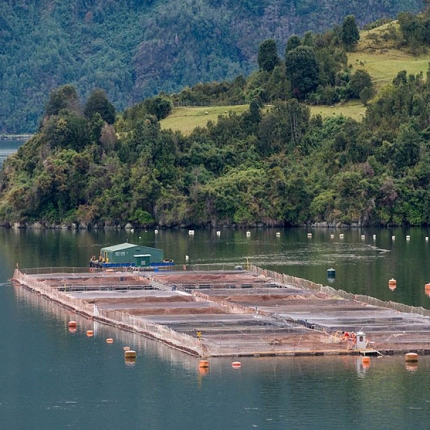 TIERRA DEL FUEGO APROBÓ UNA LEGISLACIÓN PIONERA EN EL MUNDO AL PROHIBIR LA CRÍA DE SALMONES