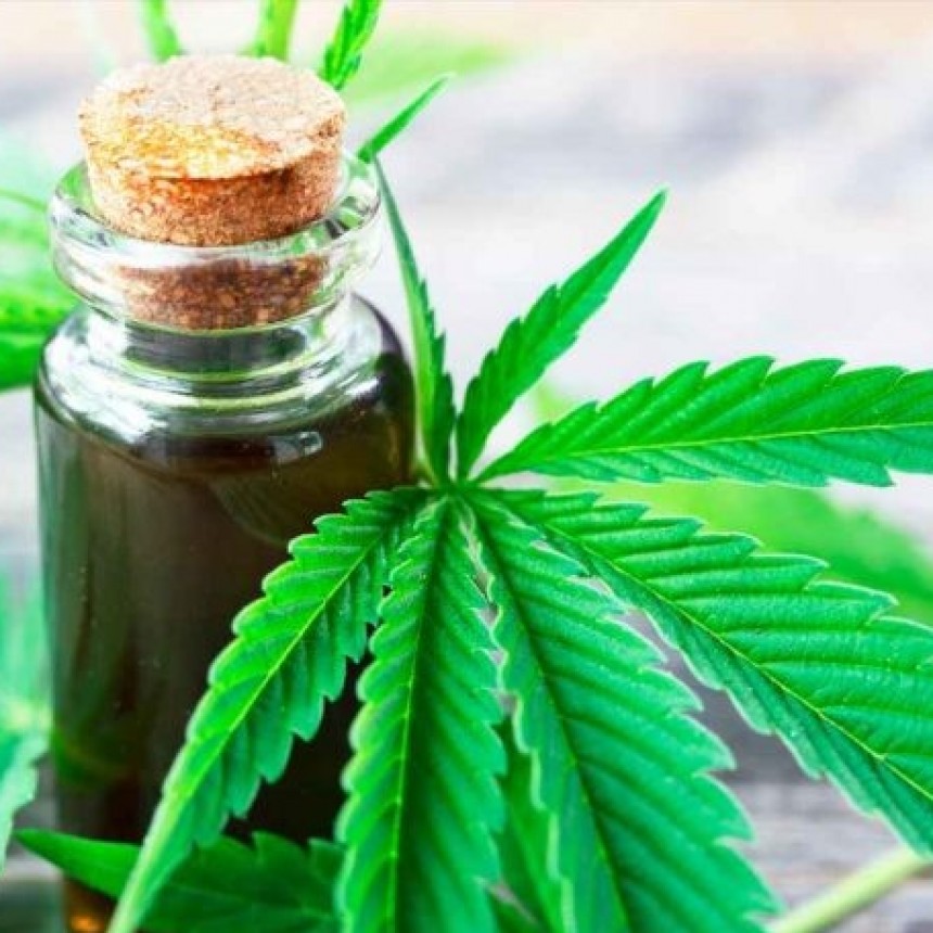 CANNABIS: LEGALIZAN LA COMPRA DE SEMILLAS PARA CULTIVOS CON FINES MEDICINALES