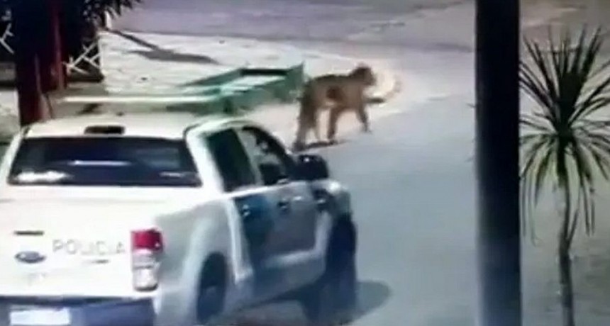 DOS PUMAS SUELTOS TIENEN EN VILO A VILLA GESELL: SUSPENDIERON LAS CLASES Y PIDEN QUEDARSE EN CASA