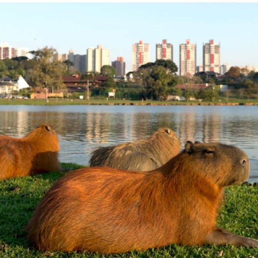 NATHIONAL GEOGRAPHIC PUBLICÓ UN ARTÍCULO “A FAVOR” DE LOS CARPINCHOS DE NORDELTA