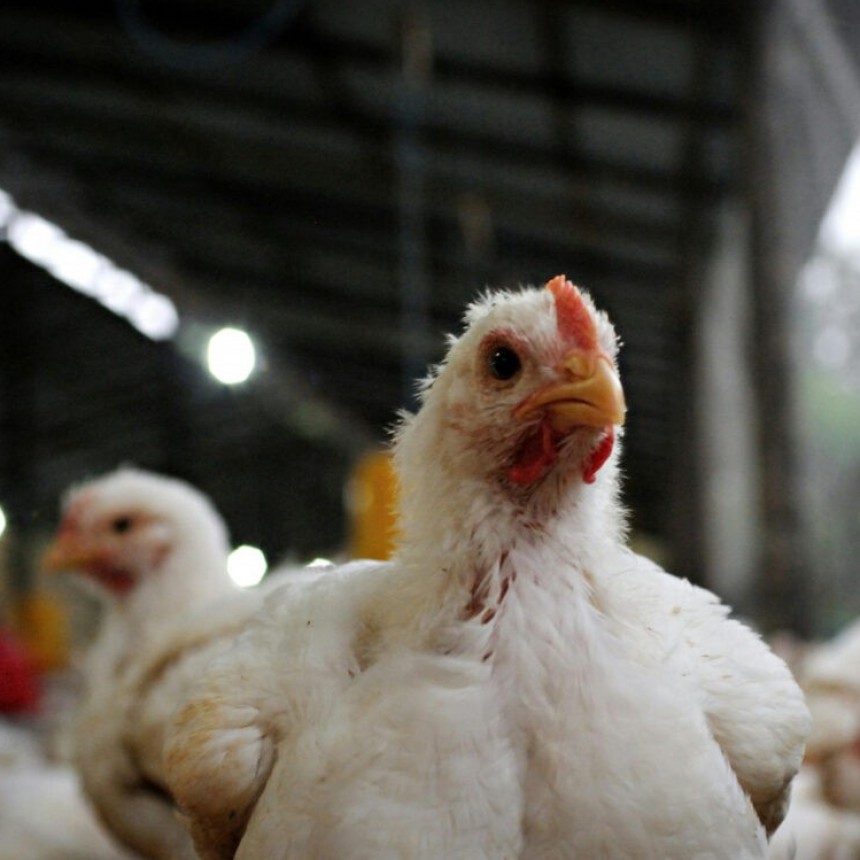 COMUNICADO DEL CÍRCULO DE VETERINARIOS DE NAVARRO TRAS DETECTARSE UN FOCO DE INFLUENZA AVIAR