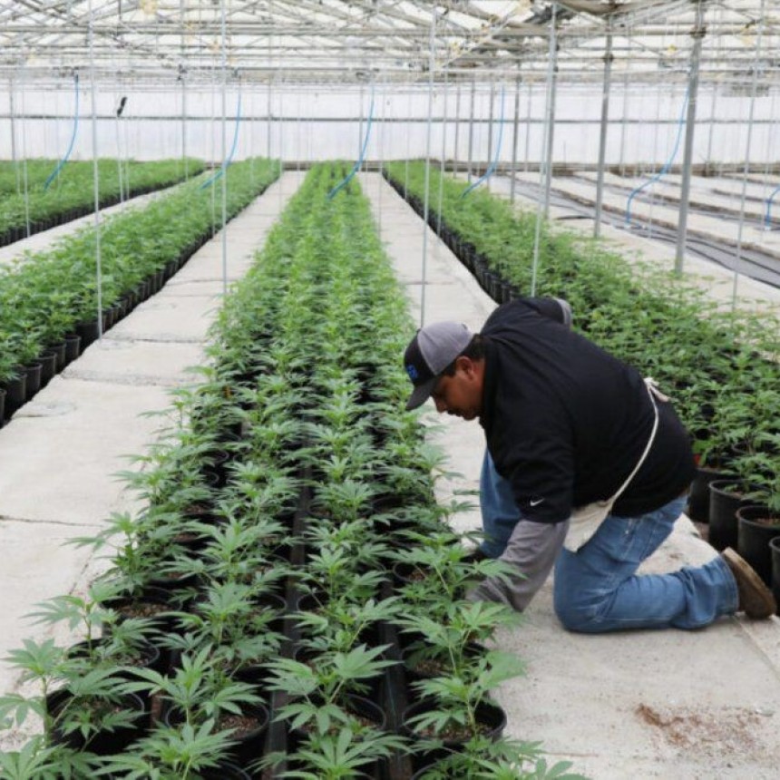 UNA EMPRESA Y EL MUNICIPIO DE SAN PEDRO PRODUCIRÁN CANNABIS MEDICINAL