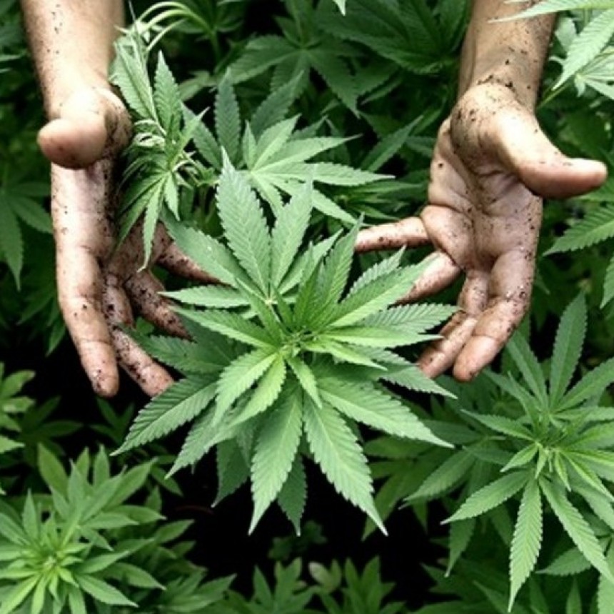 TIGRE REGULARÁ EL USO Y CULTIVO DEL CANNABIS CON FINES MEDICINALES PARA EVITAR LA ESTIGMATIZACIÓN