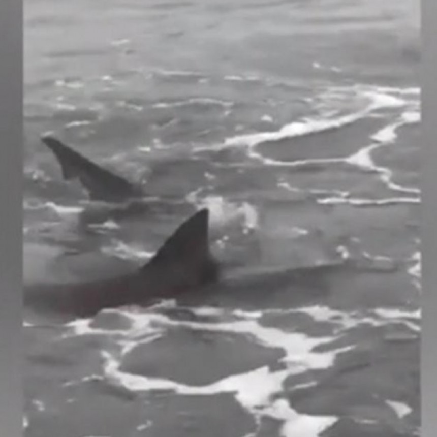 VERANO DE PELICULA: APARECIERON TIBURONES EN MONTE HERMOSO